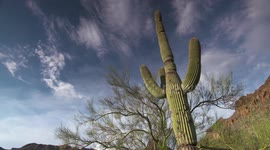 Saguaro Cacti and Sky