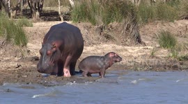 Hippo mother and baby spend quality time together