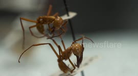 Two Harvester Ants on Display