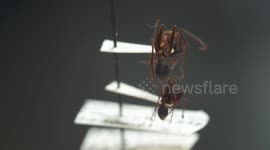 Red Harvester Ants on Display