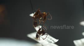 Red Harvester Ants And Mandibles