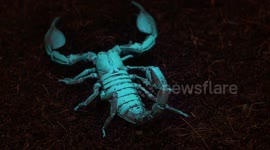 Emperor Scorpion in Blacklight