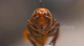 Red Paper Wasp Face