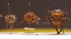 Three Wasps on Display