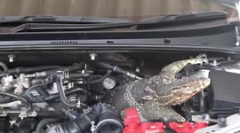 Huge monitor lizard caught in car engine sheltering from blistering 35C heat in Thailand