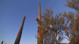 Tall Saguaro Cacti And Brush