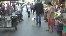 Adorable baby goat hand-reared from birth goes shopping with adoptive human parent