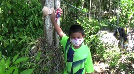 Farmer gives her tree 'sex change' by covering it in bras to help it bear fruit