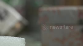 Two Great Black Wasps on Display