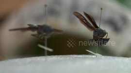 Great Black Wasps on Display