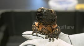 Front and Side of Gila Monster