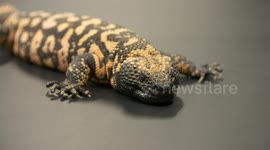 Gila Monster Laying on Table