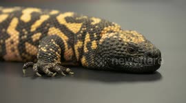 Gila Monster Resting