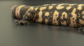 Gila Monster, Tail to Head