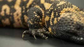 Gila Monster's Claws, Face and Nose
