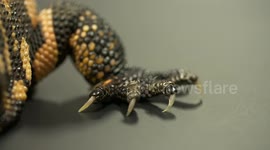 Gila Monster's Hands and Claws