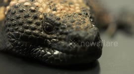 Gila Monster Crawling Towards Camera