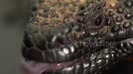 Gila Monster's Left Eye