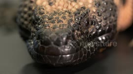 Gila Monster Flick Tongue