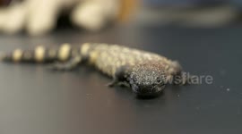 Small, Yellow Gila Monster