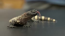 Gila Monster Opens Jaw