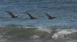 Three Pelicans Flying Above Waves