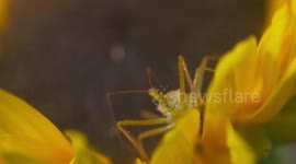 Green Phasmid on Sunflower Ligule
