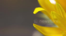 Green Phasmid on Sunflower Head