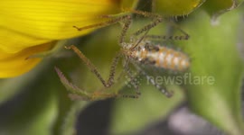 Orange Phyllium Rubbing Legs Together
