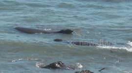 Seals Floating and Fighting