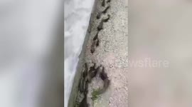 Dozens of fish were spotted 'walking' on land in China