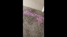 Storm Creates a Flurry of Cherry Blossom Petals