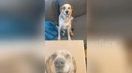 Dog owner commissioned portrait that captures pooch's smile perfectly