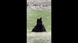 Photographer captures incredible footage of bear nursing 3 cubs from her bedroom window in Canada
