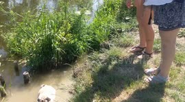 Adorable pug Rodney gets stuck in the river