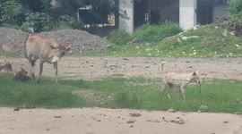 Pet dog leads cow friend on a rope to a patch of grass to graze together