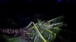 Storm in central Thailand destroys coconut orchards and damages dozens of homes