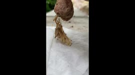 California student hatches dozens of praying mantises as solution to pest problem