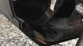 Motorcyclist terrified after snake pokes out of the bike while riding