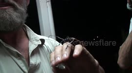 Fun with biodiversity, spectacular insects attracted to light at night, Deramakot Forest Reserve, Sabah, Malaysian Borneo