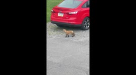3 baby foxes playing at a parking lot in Pennsylvania