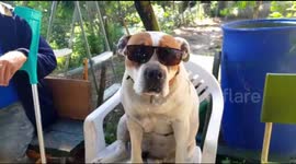 My dog ​​models with dark glasses for summer 2020 after quarantine