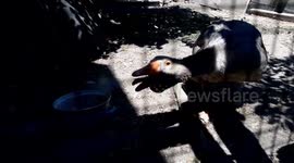 Goose fights with a dog