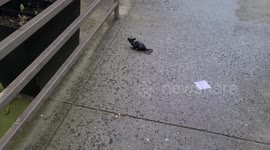 Quarantine Dog in New York