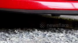 Monitor lizard caught after getting stuck in under car