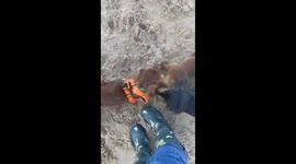 Family of Dachshunds reunited after 2 months of strict lockdown