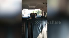 Pug Looks Worried Driving To The Vets