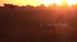 Zebra with mane tinged gold from the light of the setting sun, Chobe National Park, Botswana.