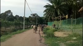 Herd of cows on road holding up traffic