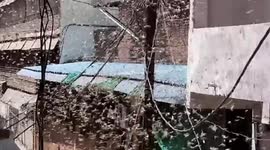 Huge swarms of locusts sweep through central India